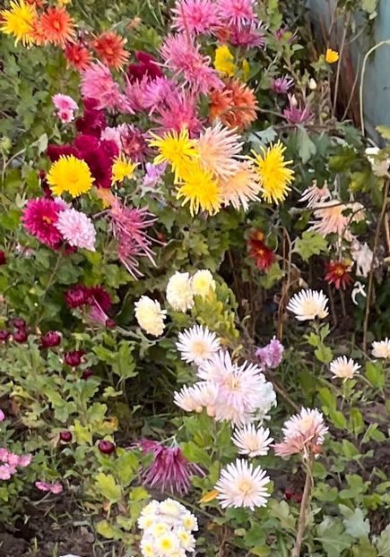 0B9D03F2-F395-4EC9-9306-4CFA1F729A39 - Crizanteme 2022