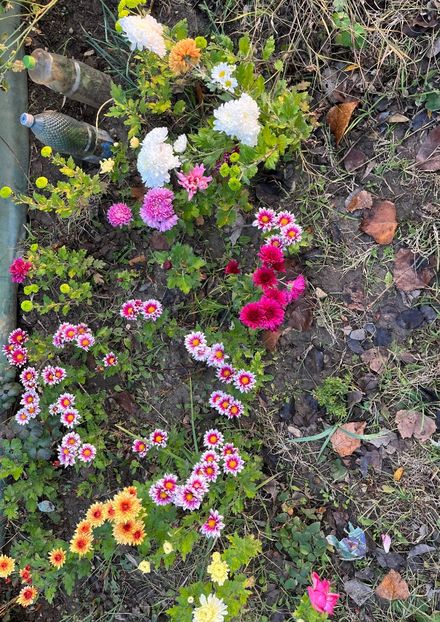 A1D31D3B-1FFC-4A36-9C5E-31112C0C5818 - Crizanteme 2022