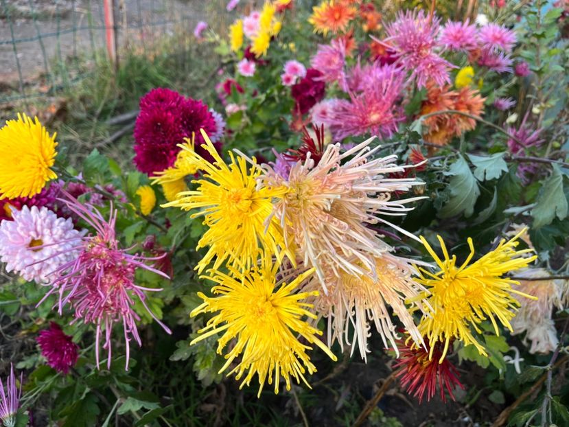 93FCE027-39C5-43CA-BE38-543816B386B4 - Crizanteme 2022