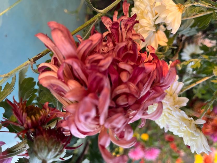 28EAE7BF-8859-4C66-BB68-FB9A233921C7 - Crizanteme 2022