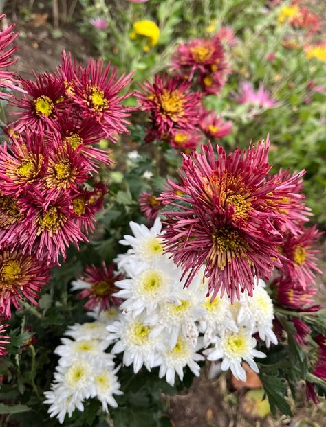 1A1FB3C7-D6EA-482B-9E26-E2EA9ADB3A08 - Crizanteme 2022