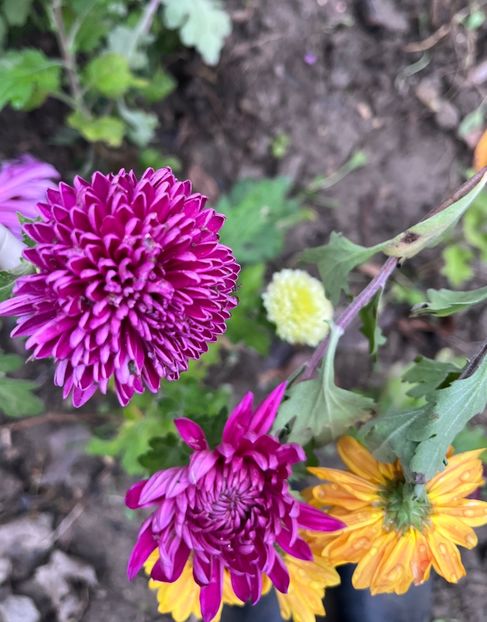 5FE99393-6D83-4040-9ADC-906B0343F7A8 - Crizanteme 2022