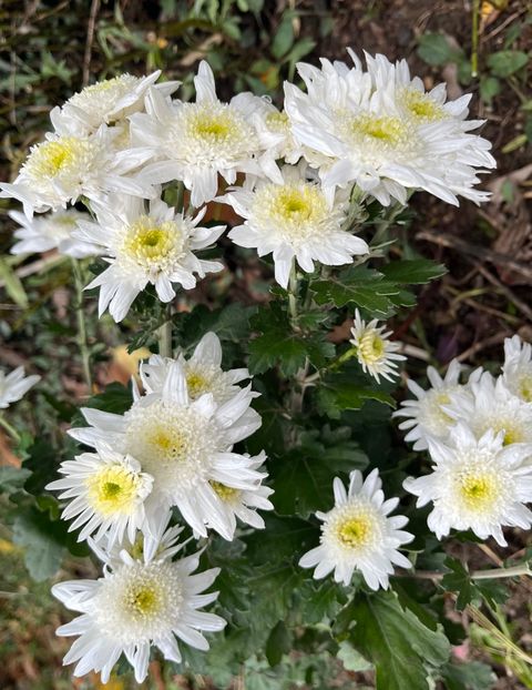 097A6F45-80D0-4D87-9C02-3BD46AC5D05D - Crizanteme 2022