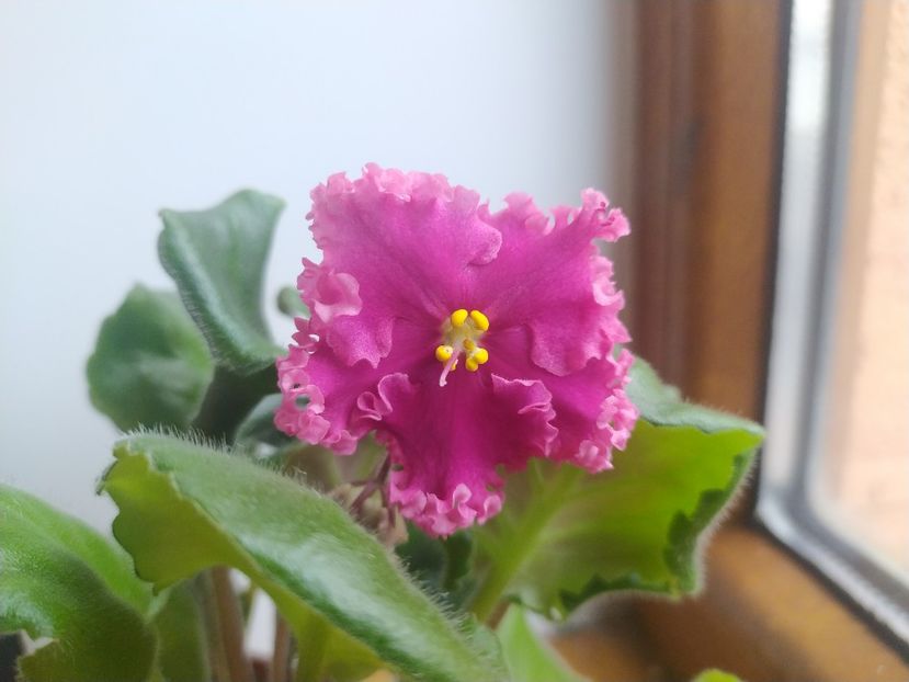 12 noiembrie 2022 - LF Darya