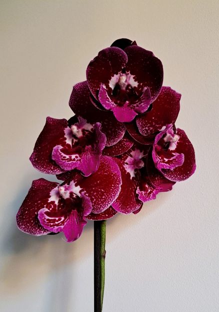  - Phalaenopsis 2