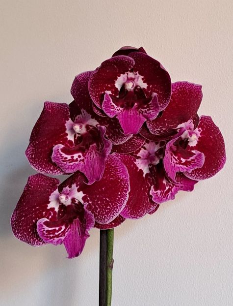  - Phalaenopsis 2