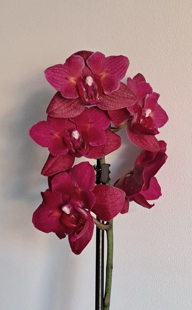  - Phalaenopsis 2