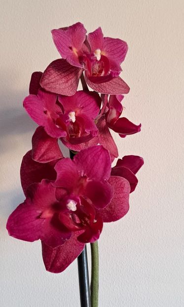  - Phalaenopsis 2