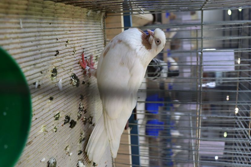 PERSIAN - Laguna-3