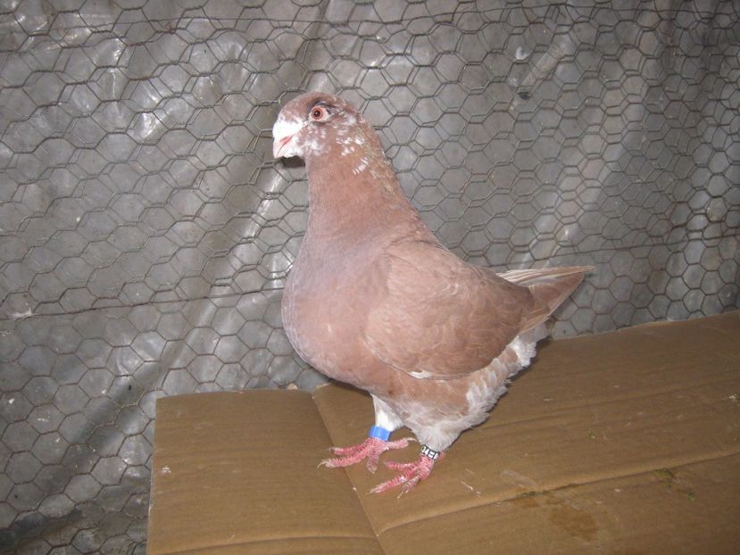 M seria 3 - Tineret AGH 2022