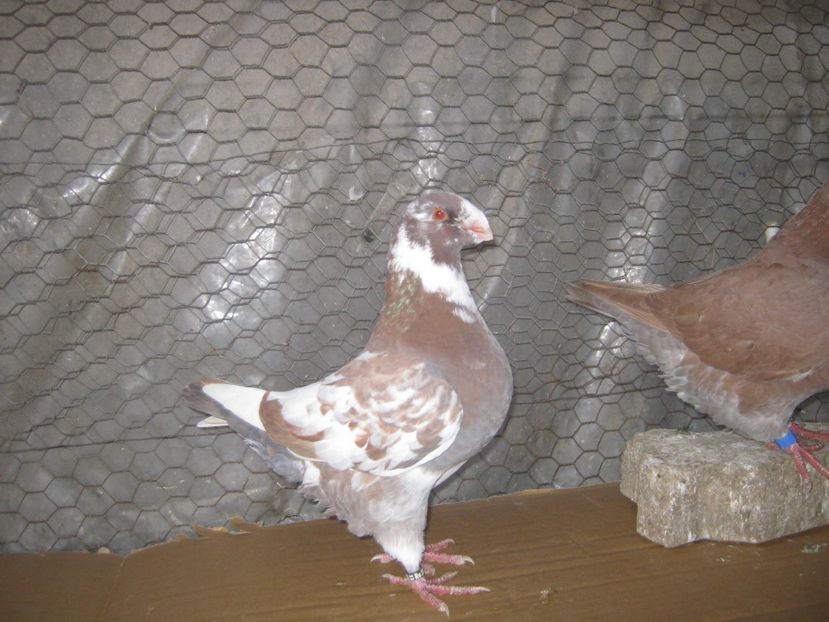 p 10- aceeasi pereche - Tineret AGH 2022