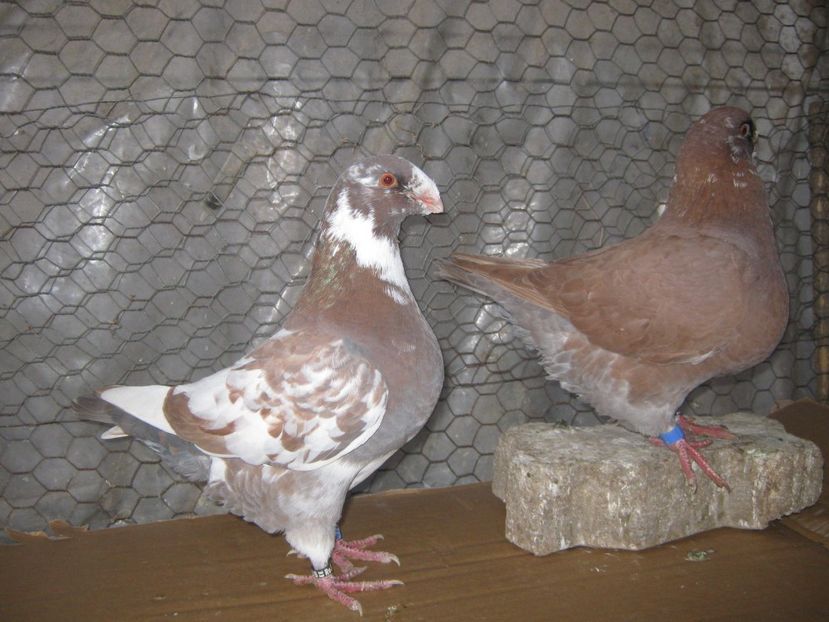 F seria 3 - Tineret AGH 2022