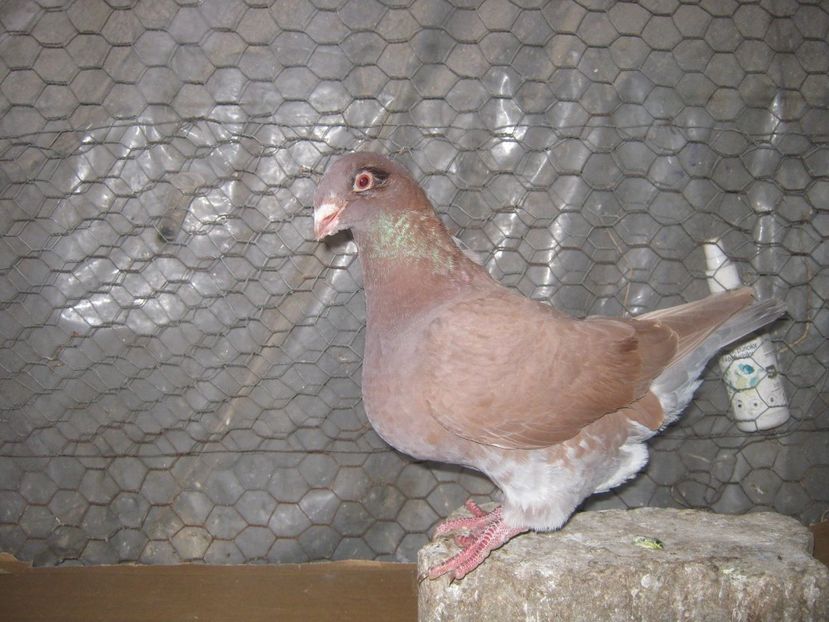 p 11 aceeasi pereche - Tineret AGH 2022