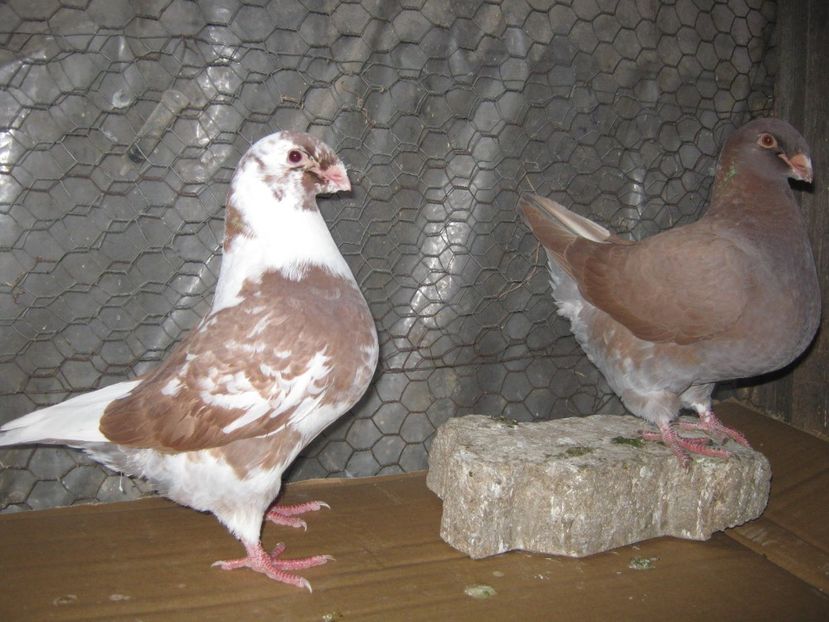 p 12 aceeasi pereche - Tineret AGH 2022