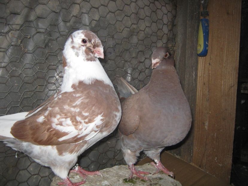 F seria 4 - Tineret AGH 2022