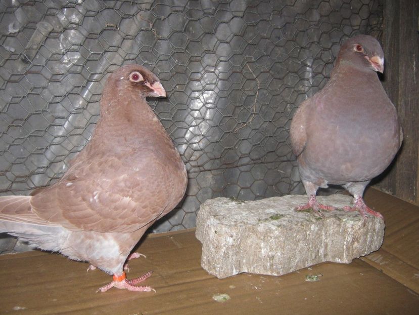 M seria 5 - Tineret AGH 2022