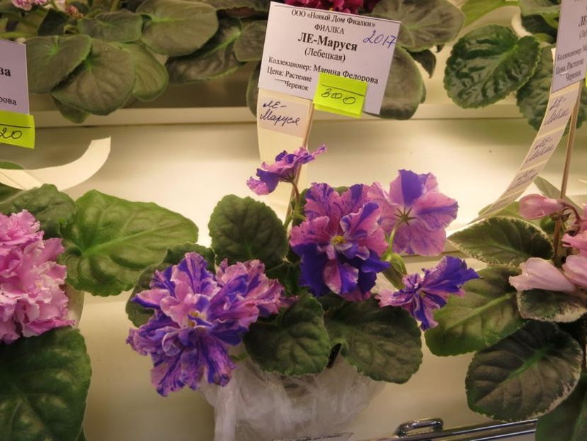 Foto internet - LE Marusya