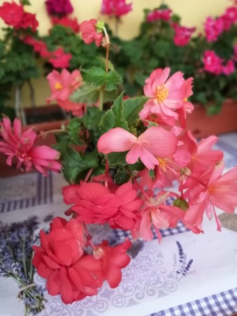  - Frumuseti la casa parinteasca