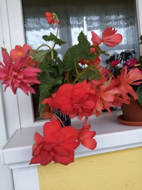  - Frumuseti la casa parinteasca