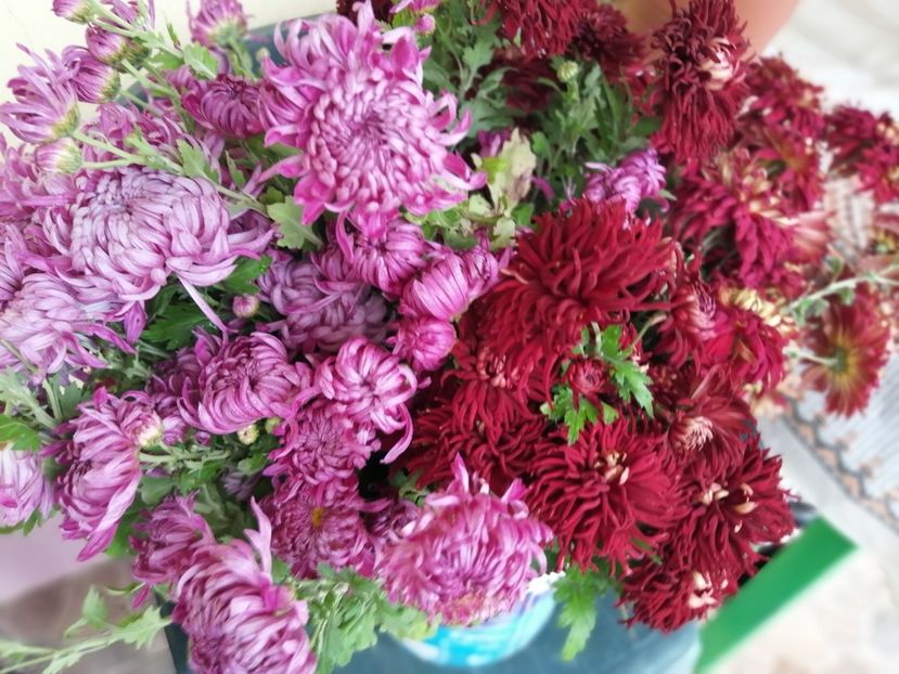  - Crizanteme si tufanele