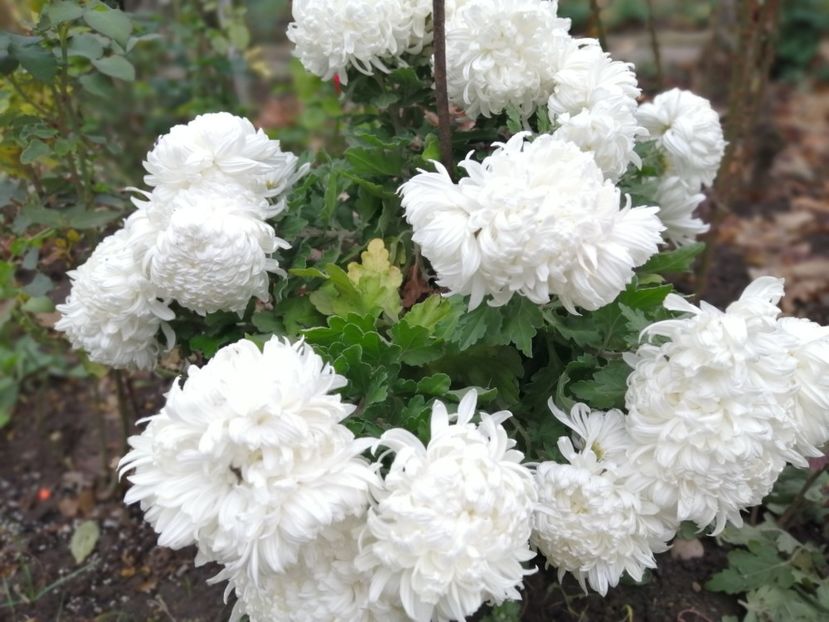  - Crizanteme si tufanele