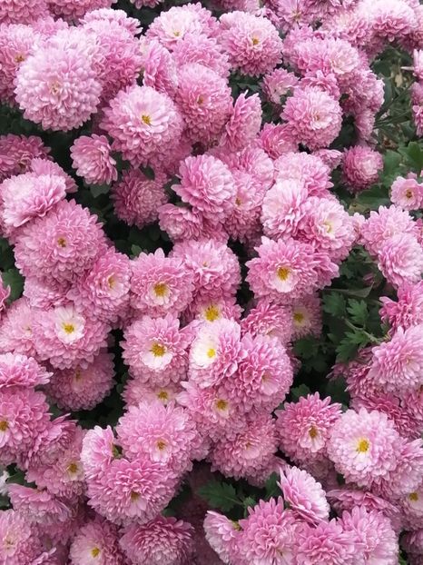  - Crizanteme si tufanele