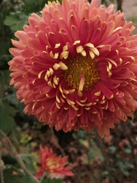  - Crizanteme si tufanele