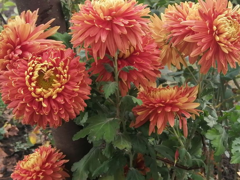  - Crizanteme si tufanele