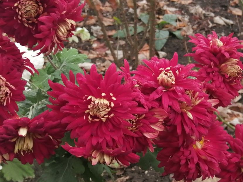  - Crizanteme si tufanele