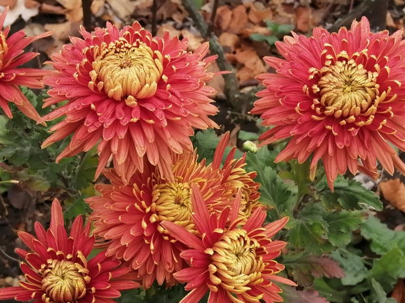  - Crizanteme si tufanele