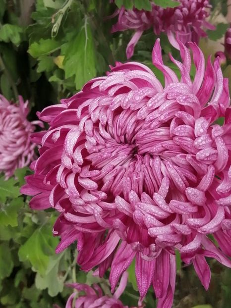  - Crizanteme si tufanele