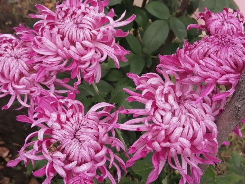  - Crizanteme si tufanele