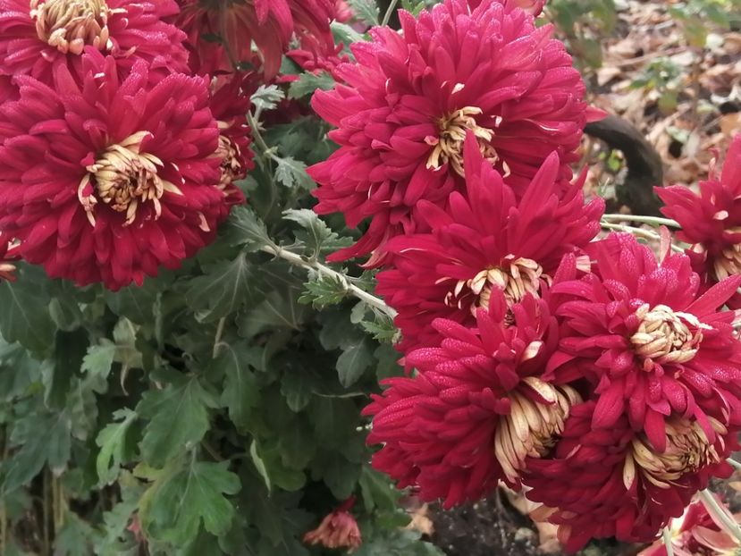  - Crizanteme si tufanele