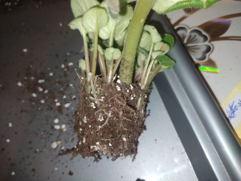 14 noiembrie 2022 - RS Metagalaktika