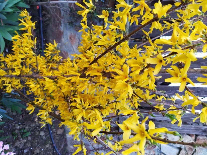  - Forsythia