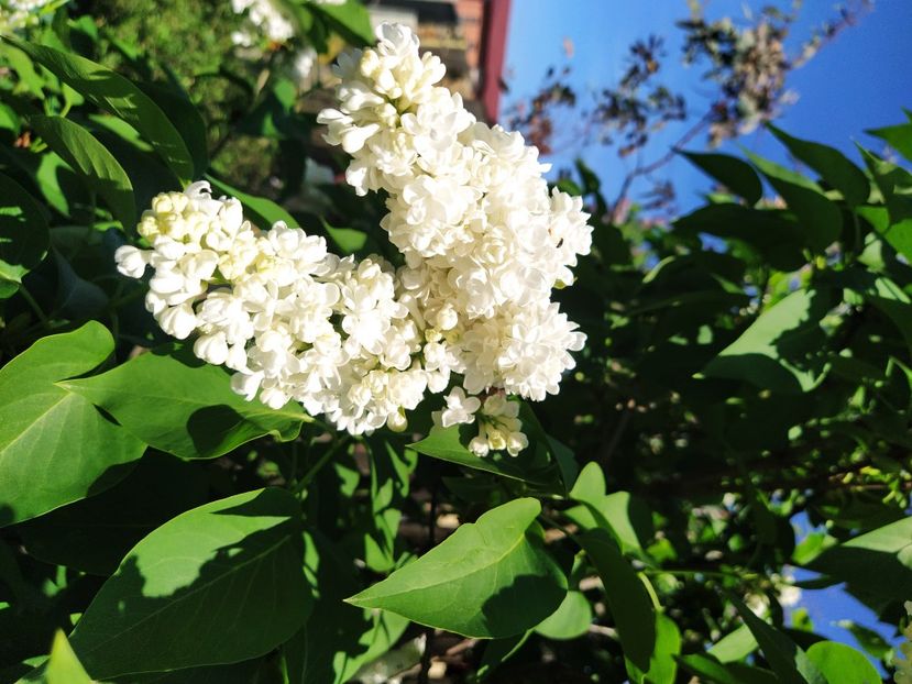  - Syringa vulgaris Madame Lemoine