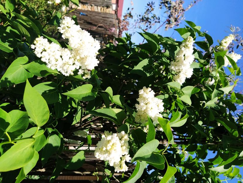  - Syringa vulgaris Madame Lemoine