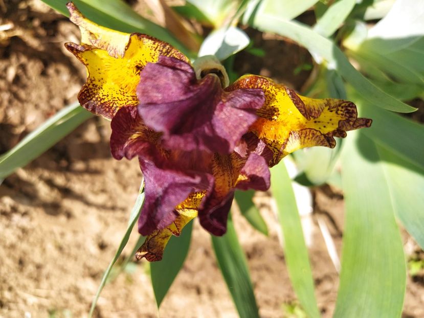 FIRESTORM - Irisi pitici