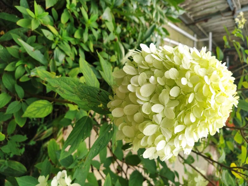  - Hortensie paniculata limelight