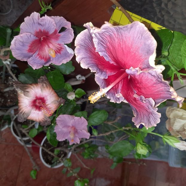 15.11.2022 - HIBISCUSI 2022-7