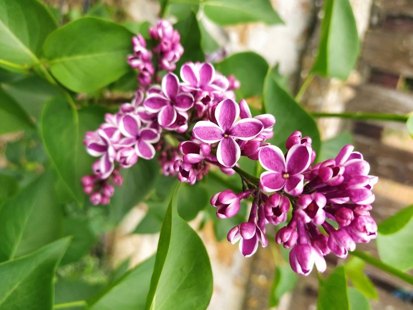  - Syringa vulgaris Sensation