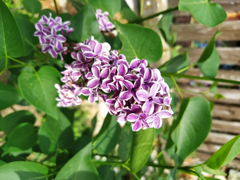  - Syringa vulgaris Sensation