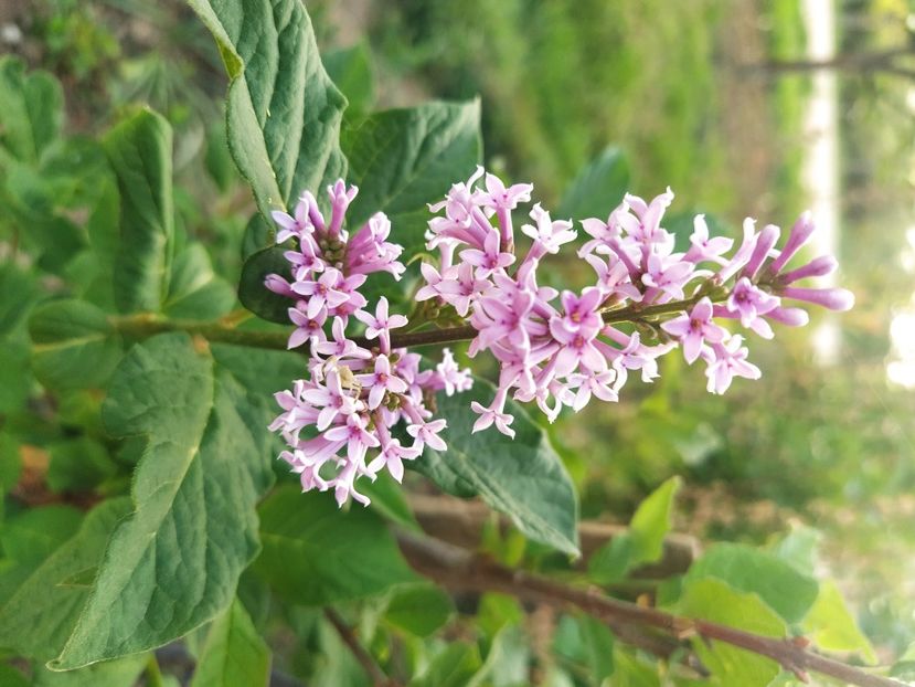  - Liliac transilvanean-Syringa josikea