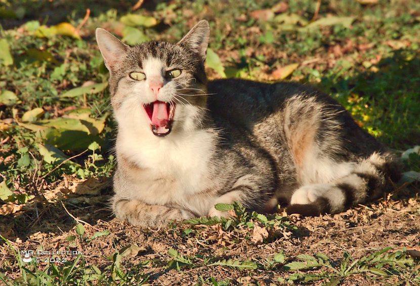 w-Pisica - Cat 01 - --- PISICI si CAINI - CATS AND DOGS