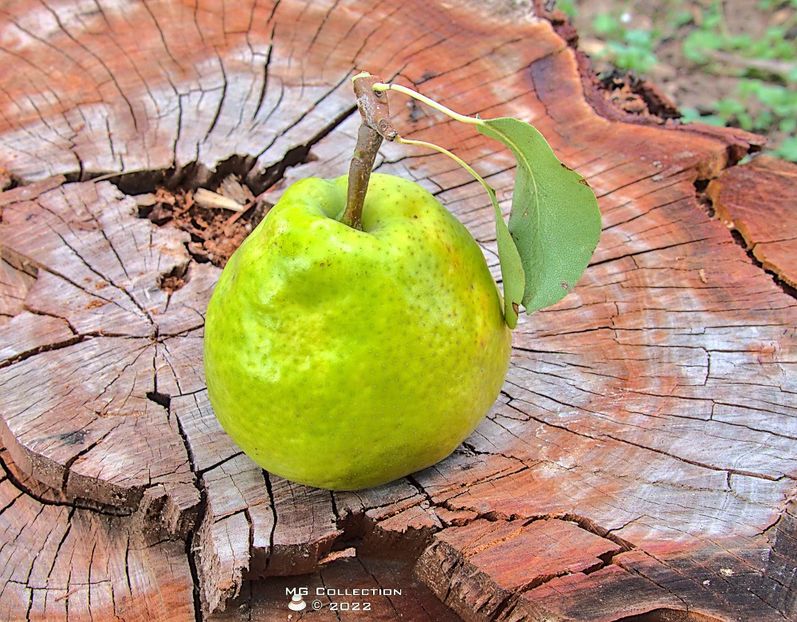 w-Para-Pear 02 - FRUCTE-FRUITS