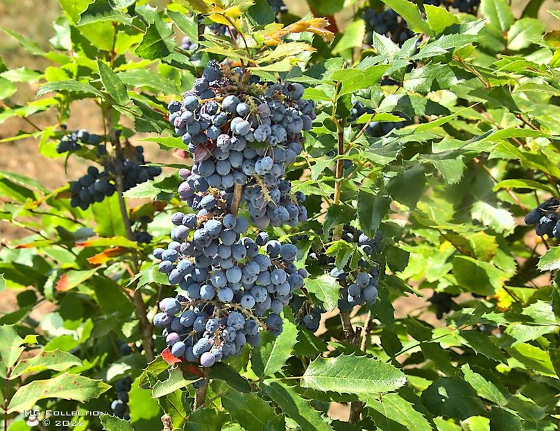w-Fructe salbatice - Wild berries - FRUCTE-FRUITS