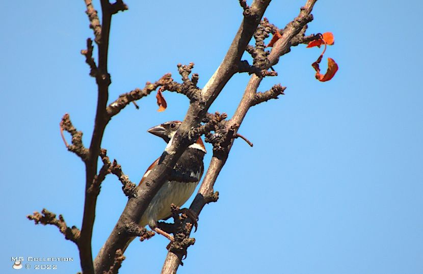 w-Vrabie - Sparrow 02 - PASARI - BIRDS
