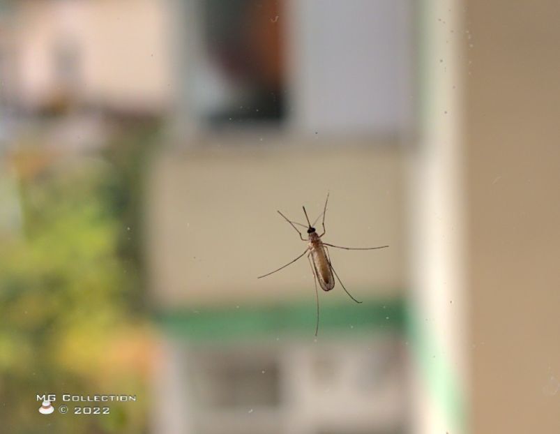 w-Țînțar - Mosquito - INSECTE - BUGS
