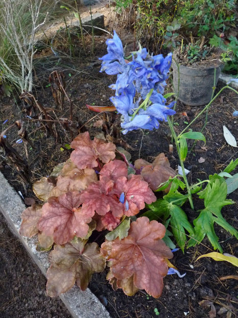  - 2022 - 03 - Toamna