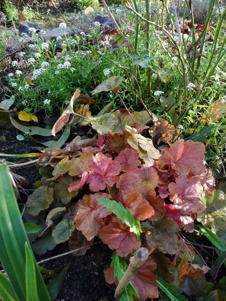  - 2022 - 03 - Toamna